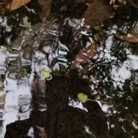 Écologie et Intelligence Artificielle
