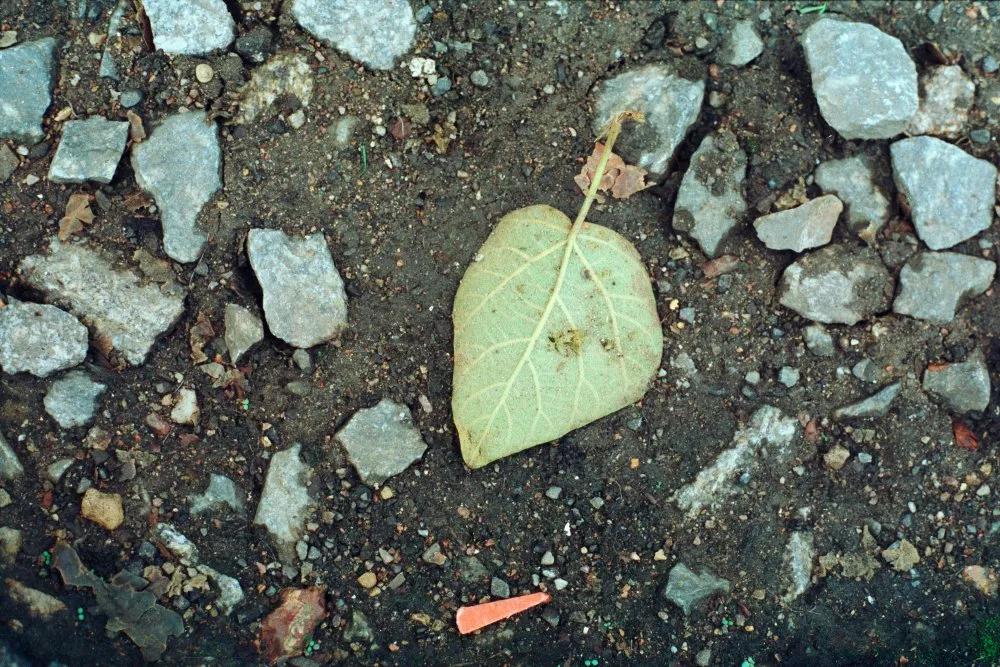 Feuilles mortes - 27 © Benoît Labourdette 1998.