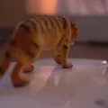 Volonté