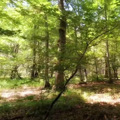 Walk in the forest
