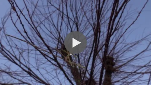 A tree in tears grows again