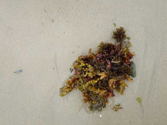 Seaweed and its stone - 4 © Benoît Labourdette 2024.