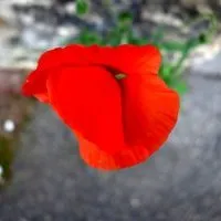 Fleur © Benoît Labourdette.