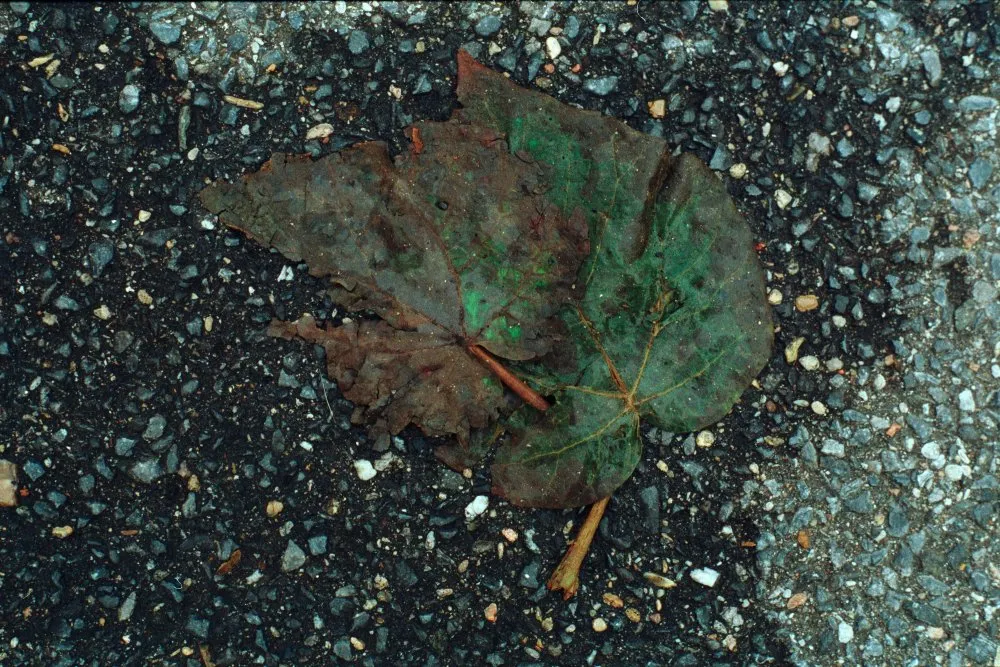 Feuilles mortes - 9 © Benoît Labourdette 1998.