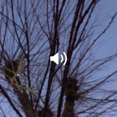 Un arbre en larmes repousse