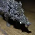 Sanglier
