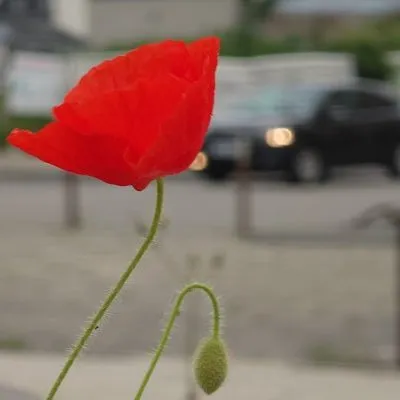 À fleur