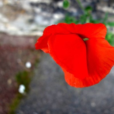 Fleur