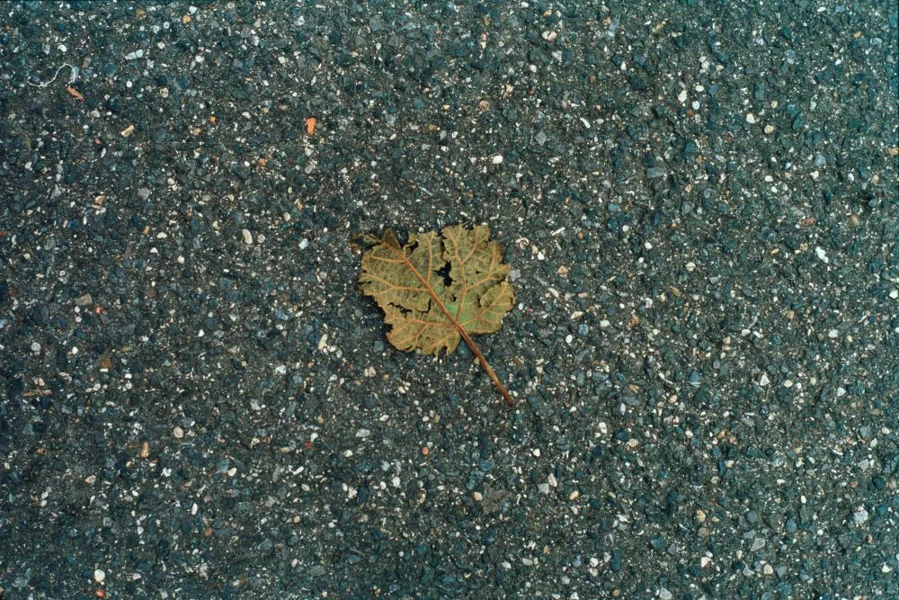 Feuilles mortes - 13 © Benoît Labourdette 1998.