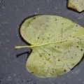 Enterrement