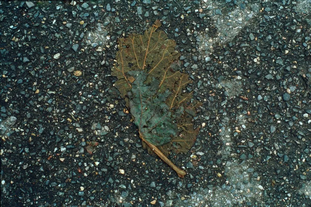 Feuilles mortes - 12 © Benoît Labourdette 1998.
