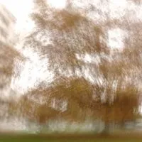 Arbre dans la cité