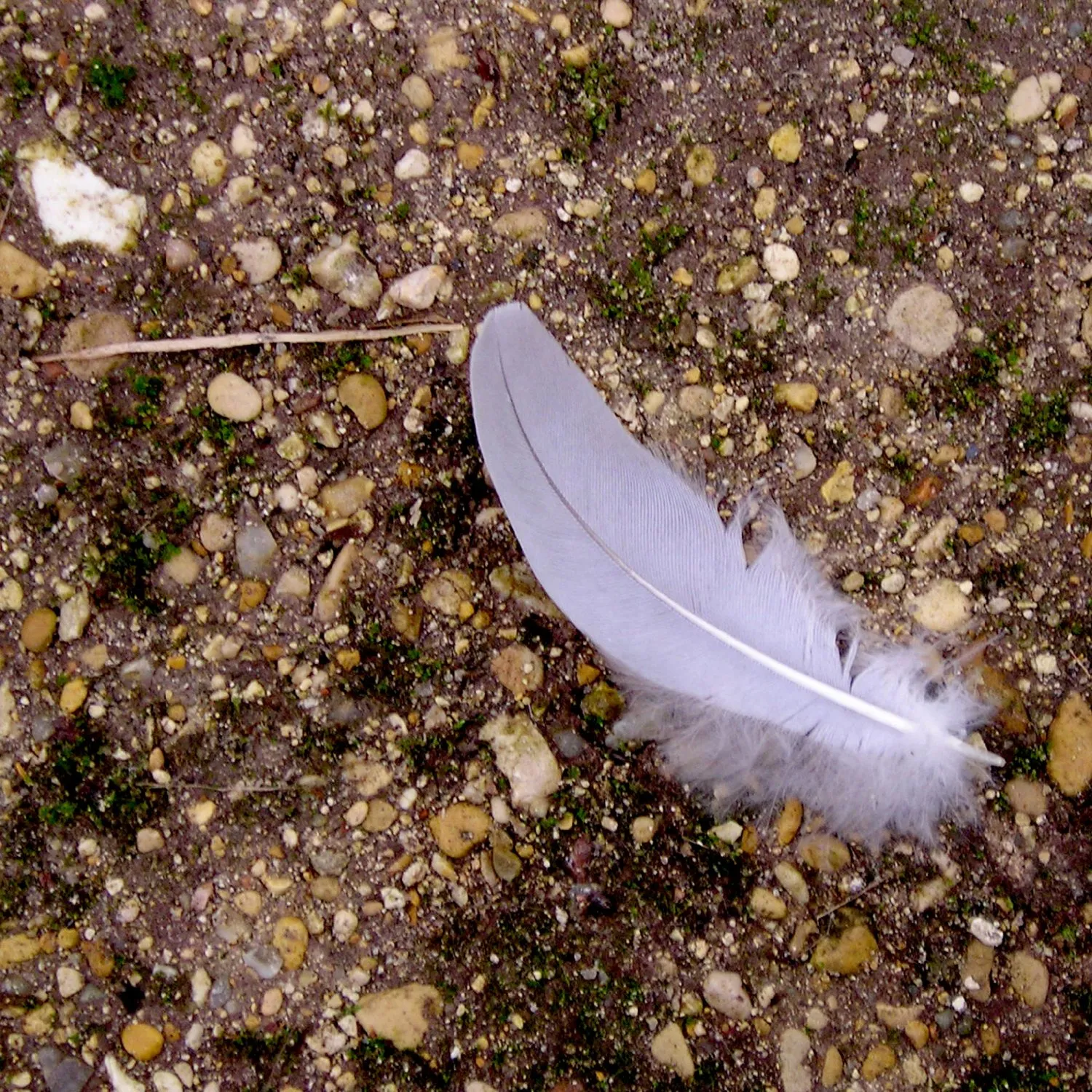 Plume © Benoît Labourdette.