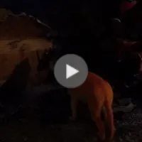 Fire (white monkey)