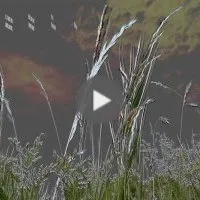 La vraie nature (pensée 426)