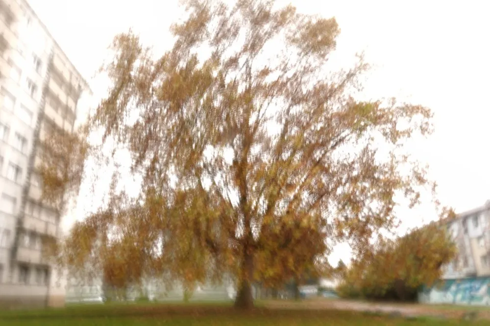 Arbre dans la cité - 3 © Benoît Labourdette 2021.