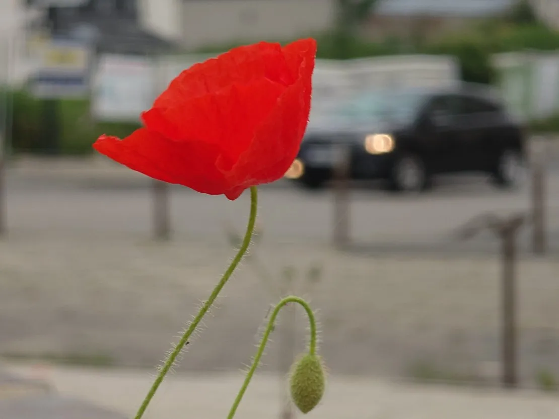 À fleur. © Benoît Labourdette.