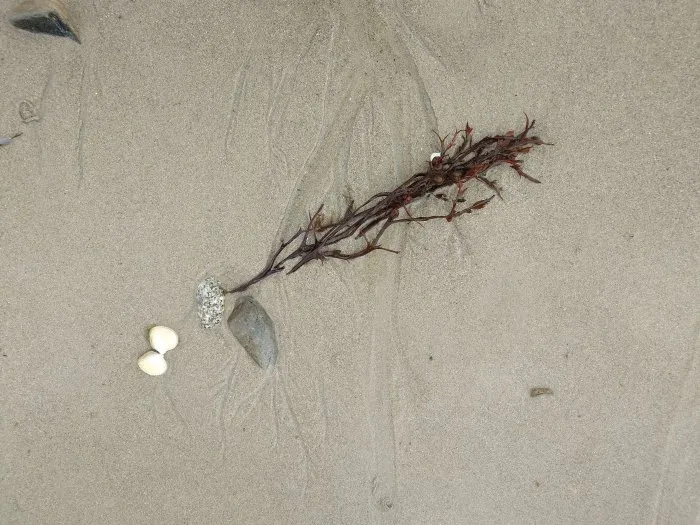 Seaweed and its stone - 22 © Benoît Labourdette 2024.