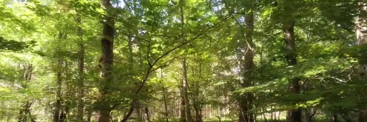 Promenade en forêt