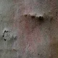 Écorce