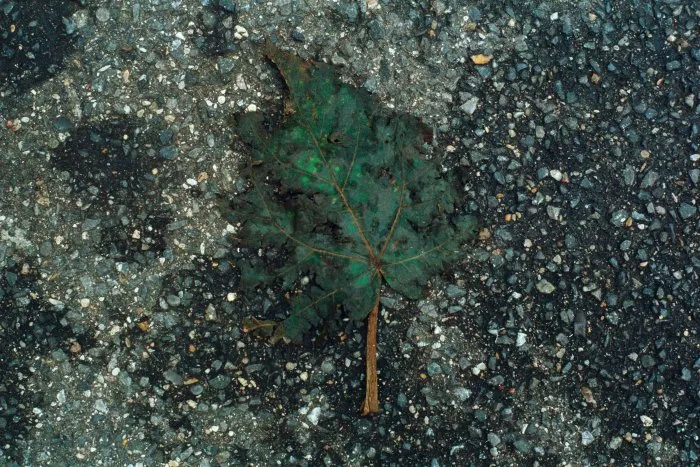 Feuilles mortes - 8 © Benoît Labourdette 1998.