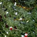 Sapin