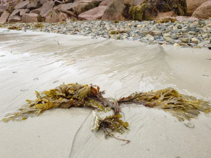 Seaweed and its stone - 9 © Benoît Labourdette 2024.