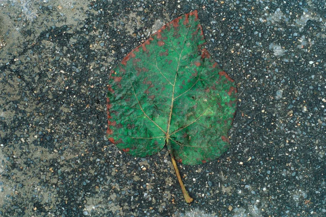 Feuilles mortes. © Benoît Labourdette.
