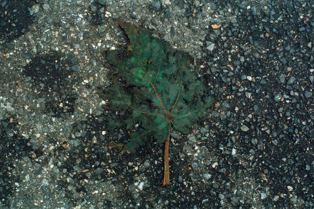 Feuilles mortes - 8 © Benoît Labourdette 1998.