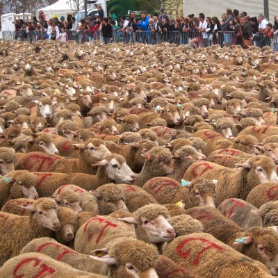 Mouton