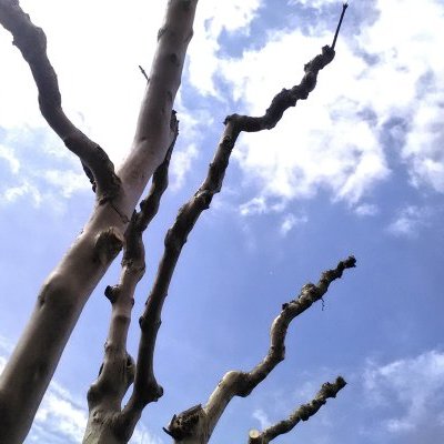 Branches
