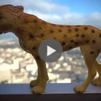 Animaux à la fenêtre, la colline de lumière