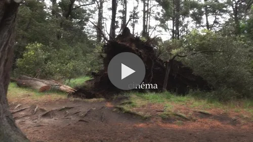 Uprooted