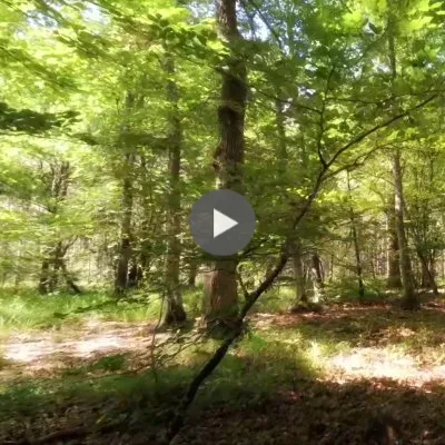 Promenade en forêt - extraits