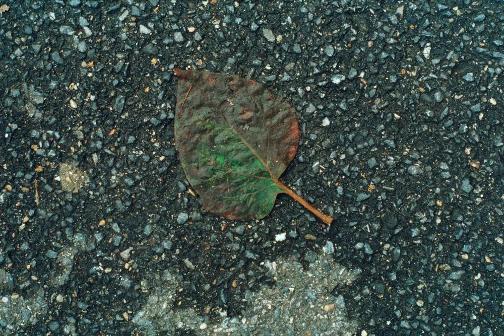 Feuilles mortes - 22 © Benoît Labourdette 1998.