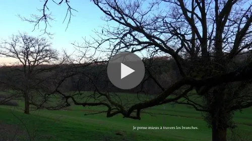 Just a tree