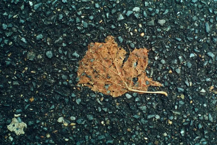 Feuilles mortes - 21 © Benoît Labourdette 1998.