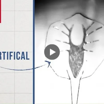 “Robotic Ray” (Science journal, July 2016)
