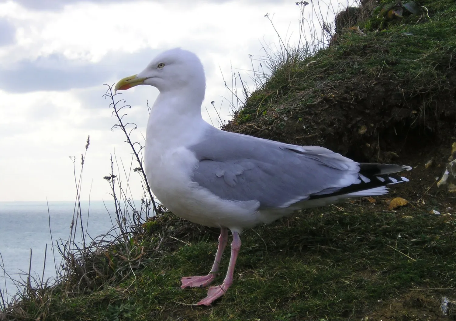 Mouette © Benoît Labourdette.