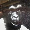 Singe