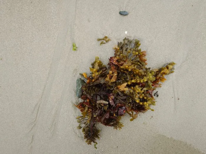 Seaweed and its stone - 2 © Benoît Labourdette 2024.