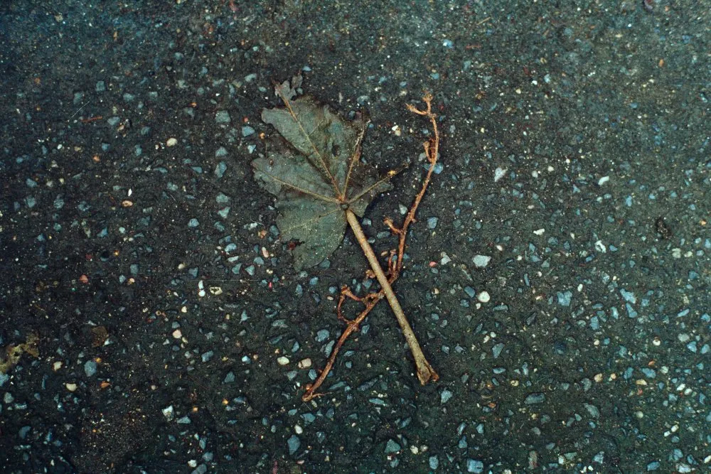 Feuilles mortes - 1 © Benoît Labourdette 1998.