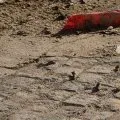 Crotte de chien