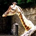 Girafe