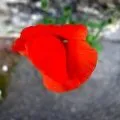 Fleur