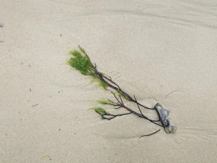 Seaweed and its stone - 11 © Benoît Labourdette 2024.