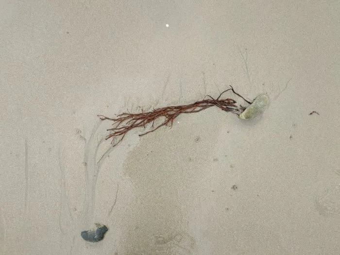 Seaweed and its stone - 26 © Benoît Labourdette 2024.