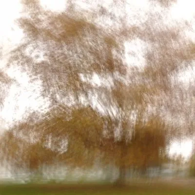 Arbre dans la cité