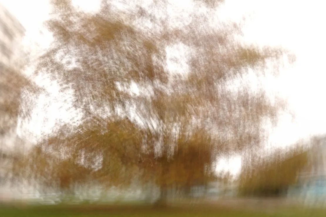 Arbre dans la cité. © Benoît Labourdette.
