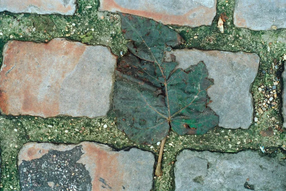 Feuilles mortes - 19 © Benoît Labourdette 1998.